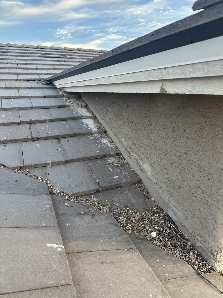 Pigeon Feces Damage - photo 39
