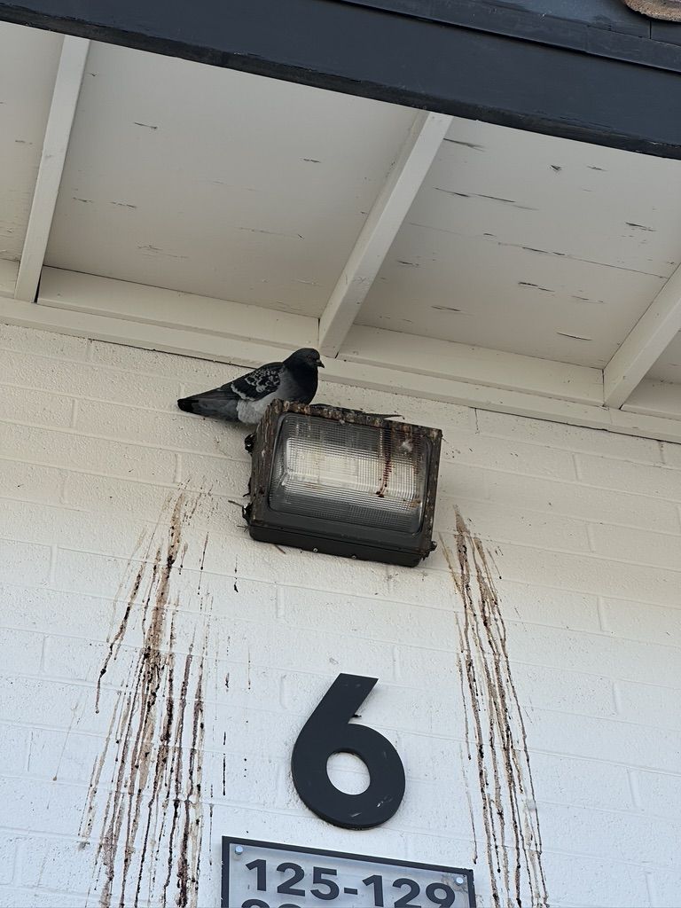 Pigeon Feces Damage - photo 41