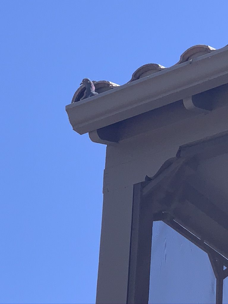 Pigeon Feces Damage - photo 45