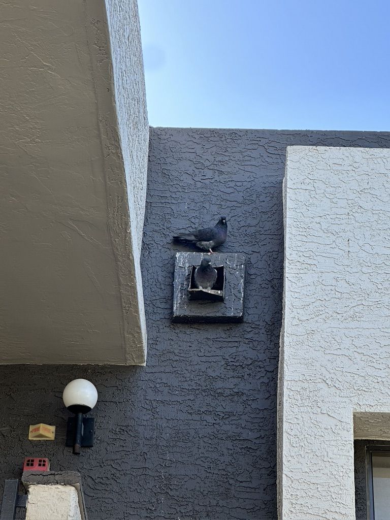 Pigeon Feces Damage - photo 47