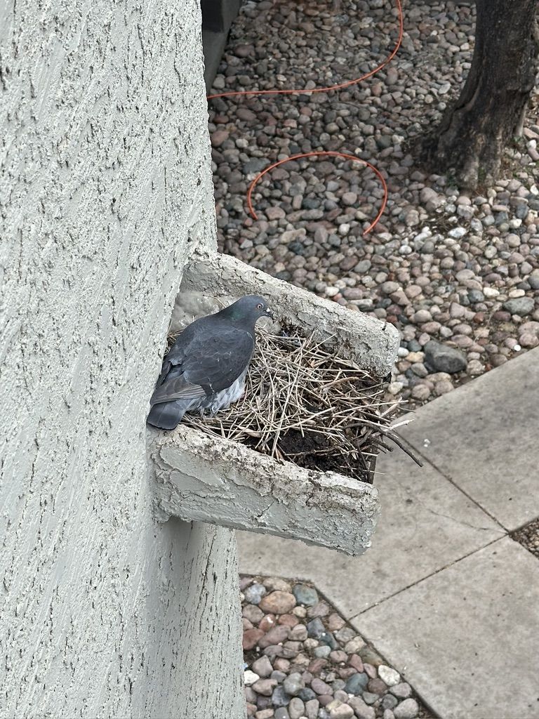 Pigeon Feces Damage - photo 52