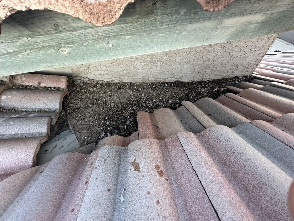 Pigeon Feces Damage - photo 53