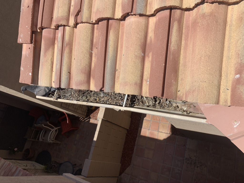 Pigeon Feces Damage - photo 55