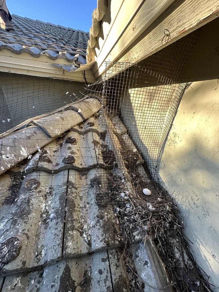 Pigeon Feces Damage - photo 59