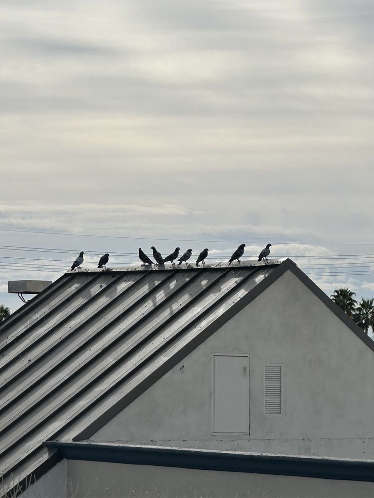 Pigeon Feces Damage - photo 66