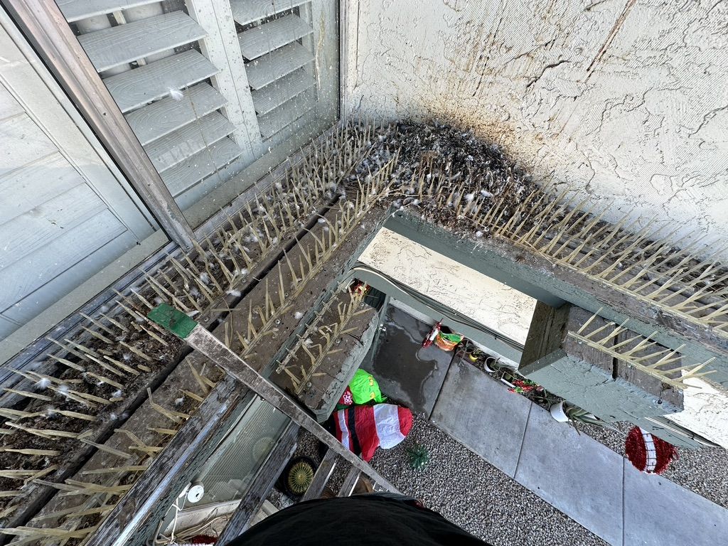 Pigeon Feces Damage - photo 67
