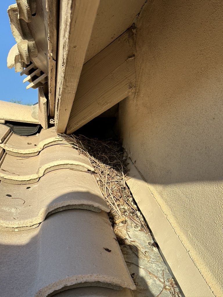 Pigeon Feces Damage - photo 73