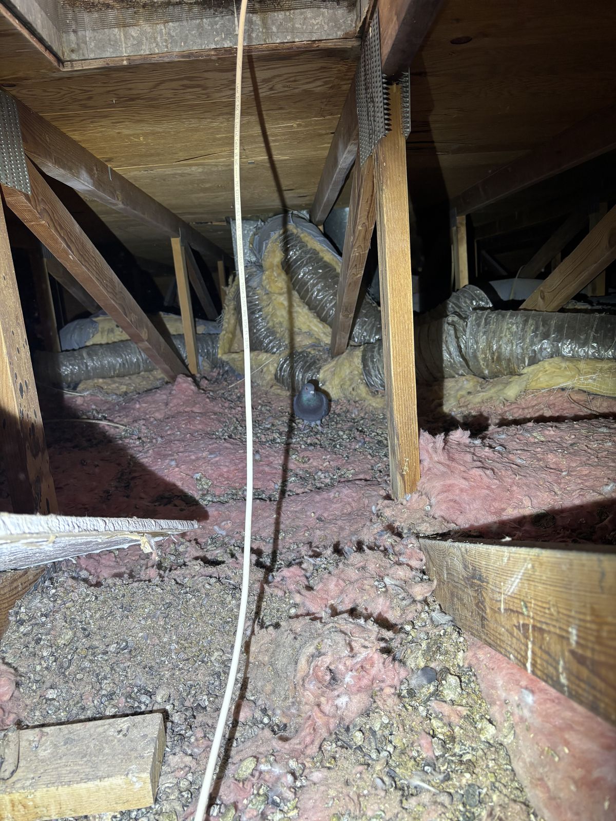 Pigeon Feces Damage - photo 79