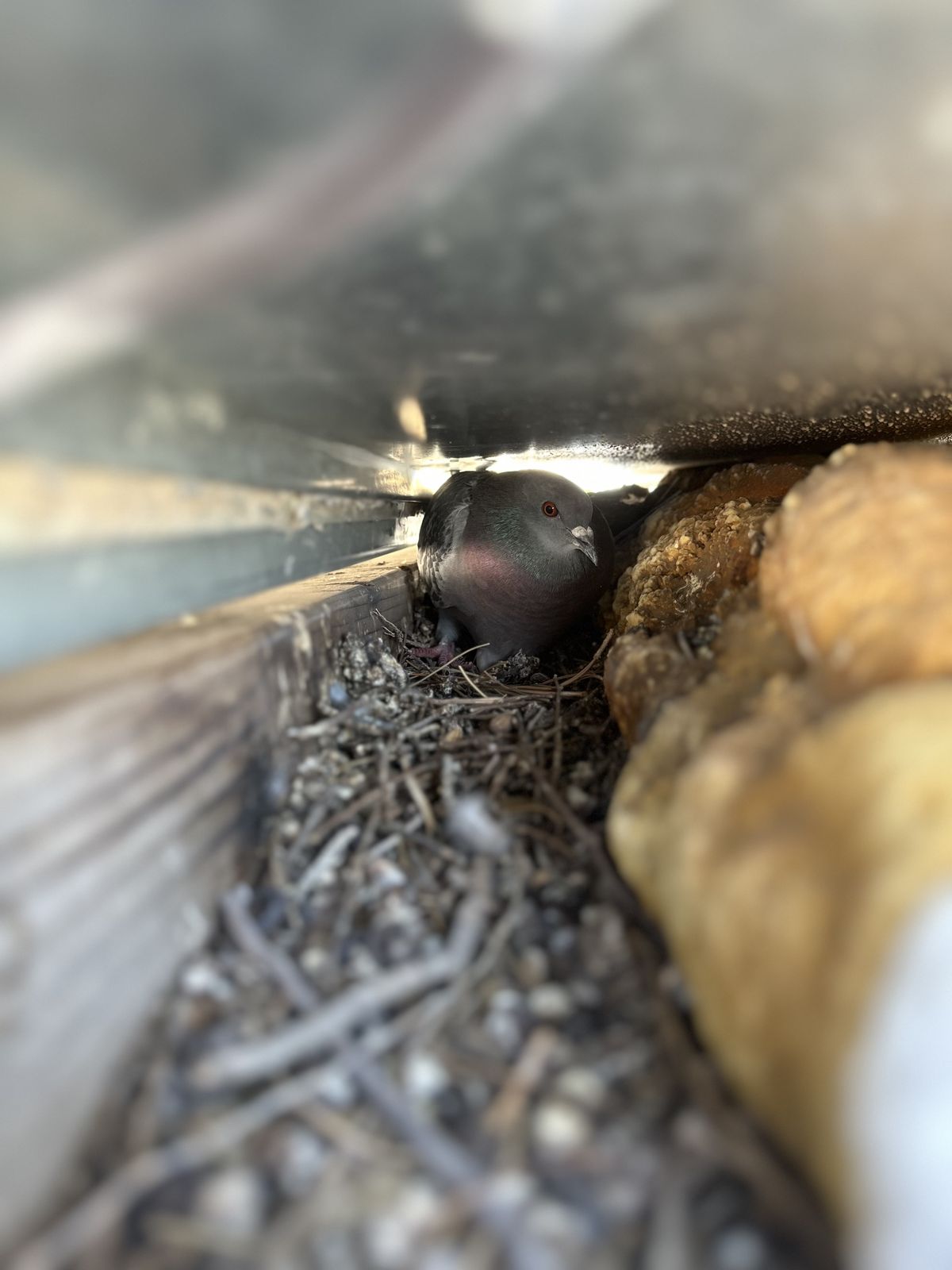 Pigeon Feces Damage - photo 80