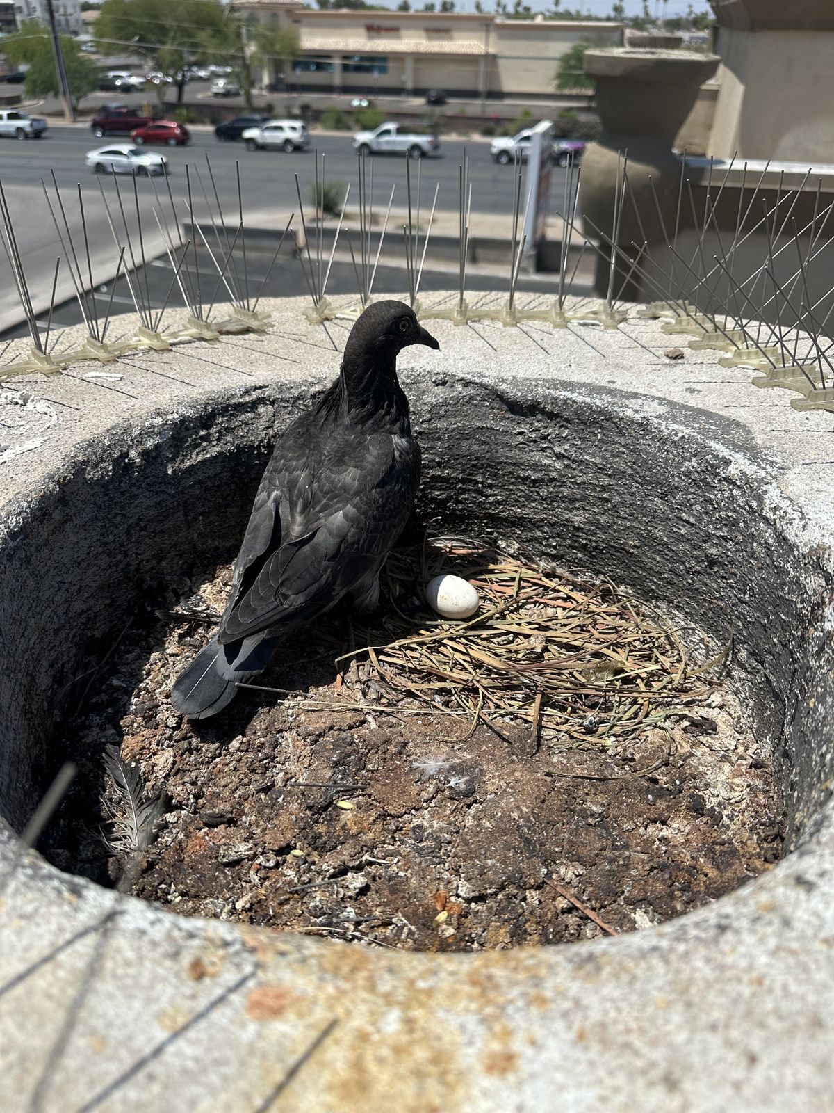 Pigeon Feces Damage - photo 81