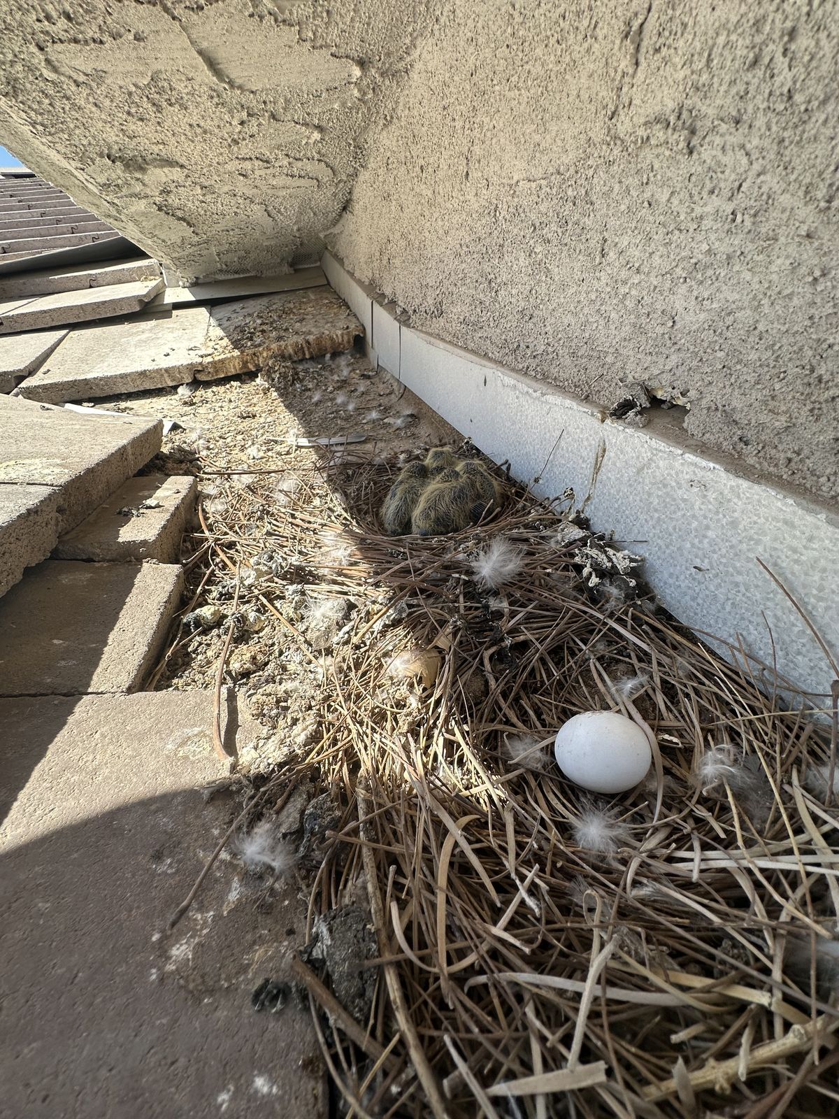 Pigeon Feces Damage - photo 85