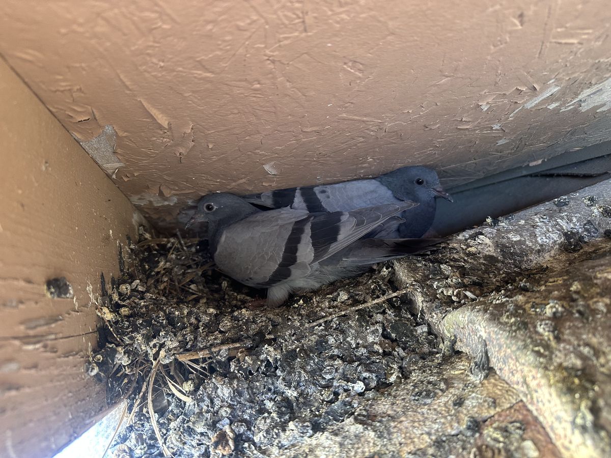 Pigeon Feces Damage - photo 86