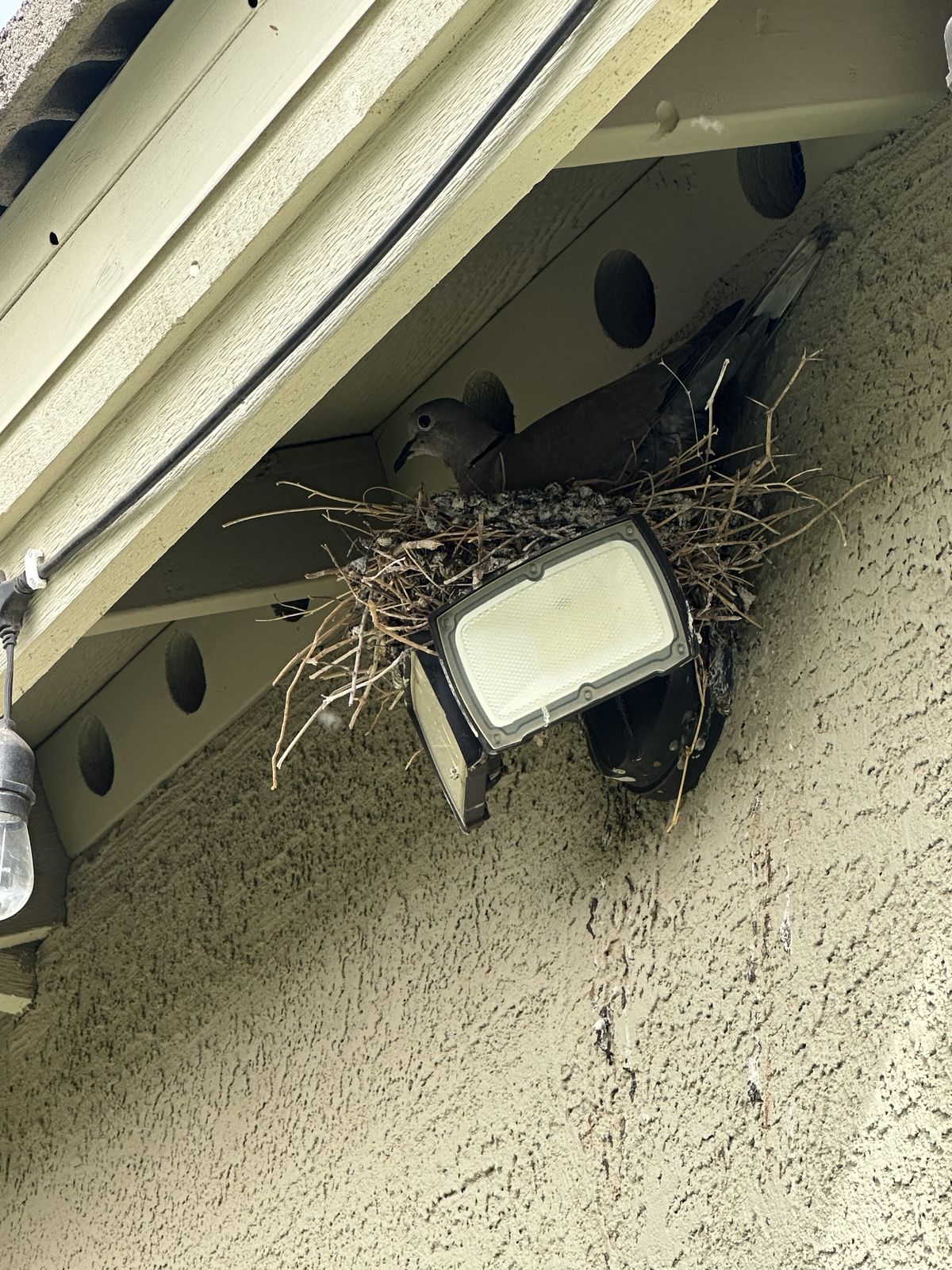 Pigeon Feces Damage - photo 88