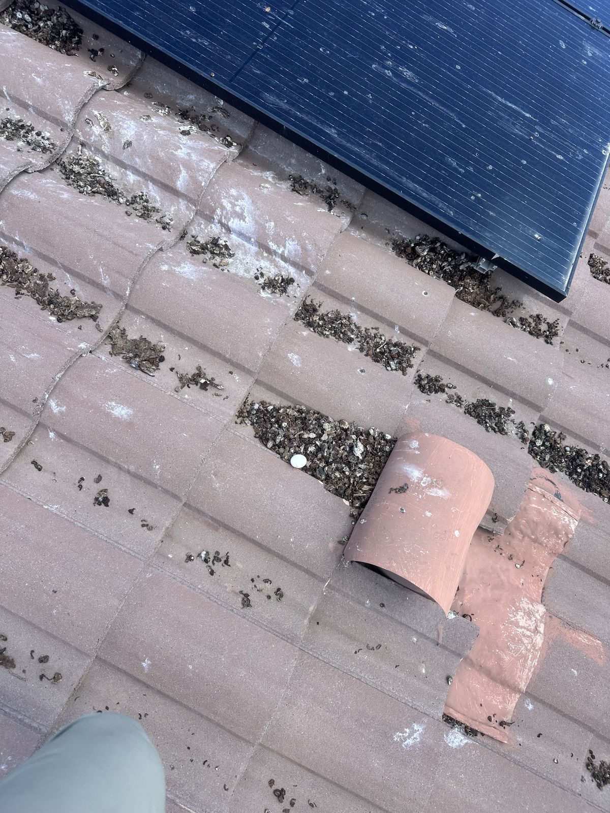 Pigeon Feces Damage - photo 91