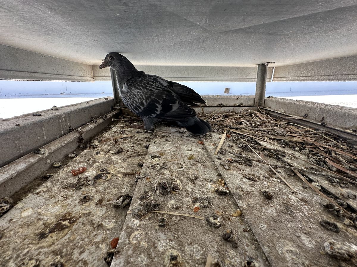 Pigeon Feces Damage - photo 93