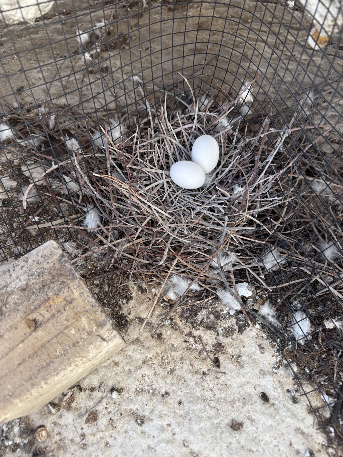 Pigeon Feces Damage - photo 94
