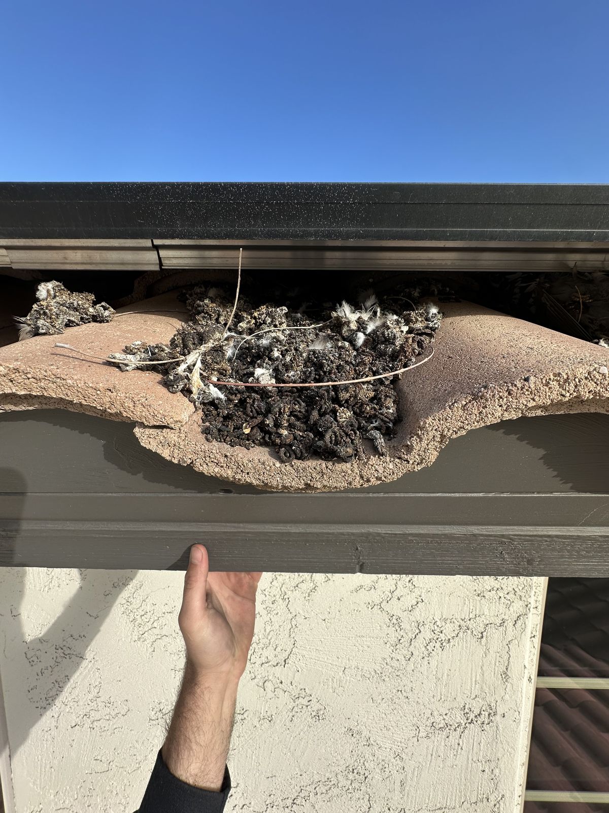 Pigeon Feces Damage - photo 96