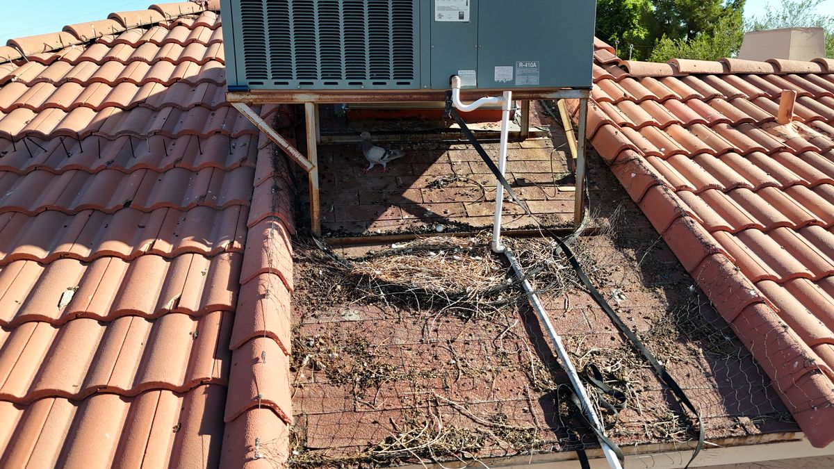 Pigeon Feces Damage - photo 106