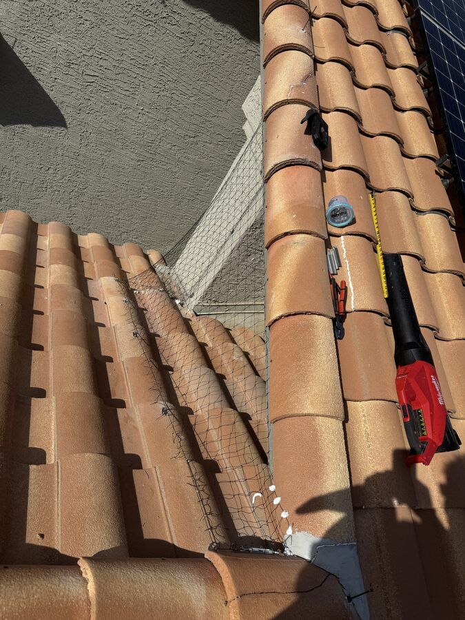 Pigeon control photo 14