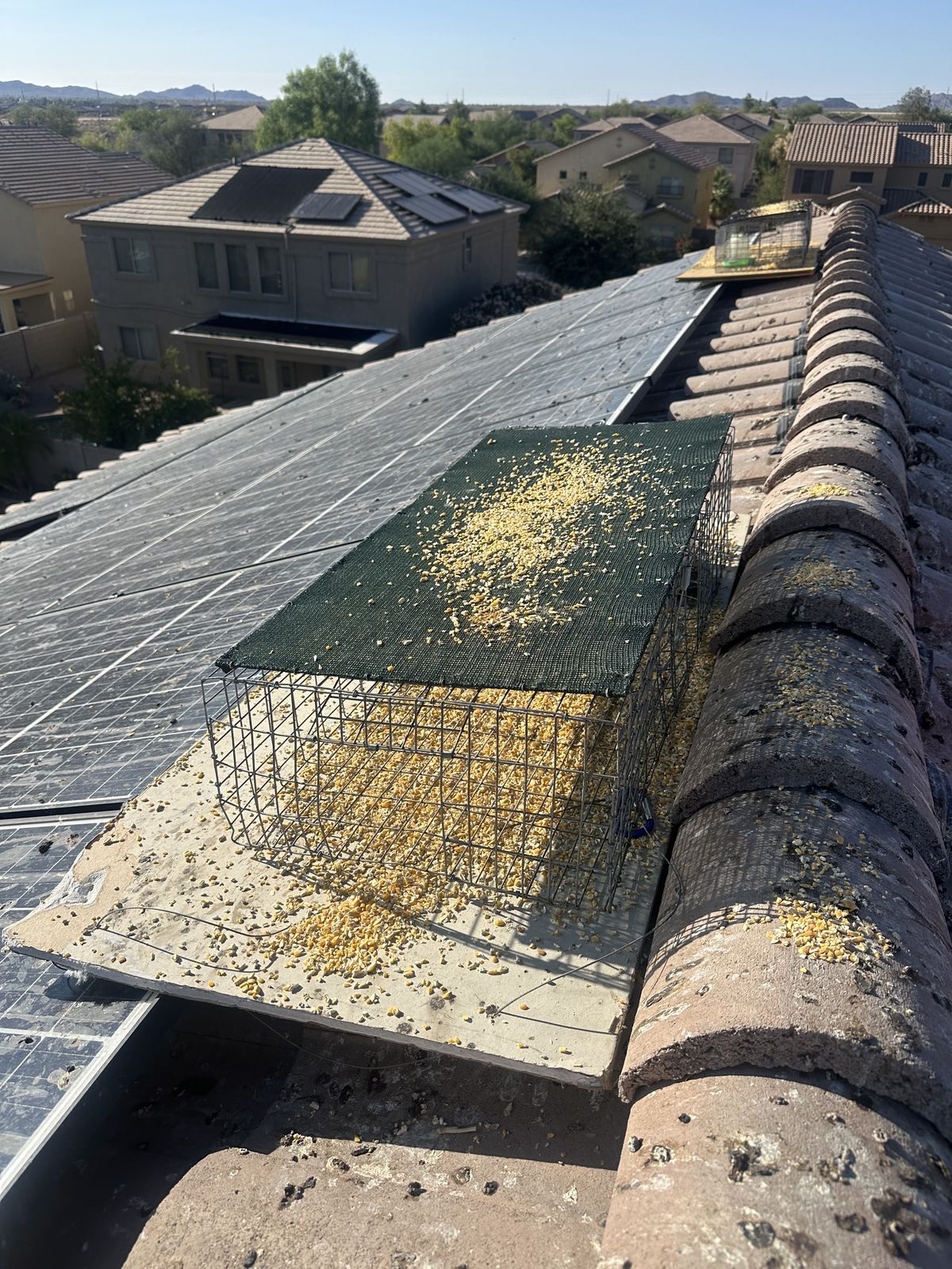 Trapping - photo 3