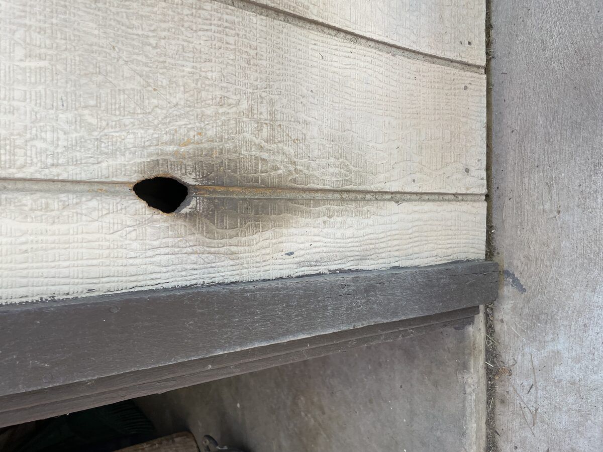 Rodent control photo 7
