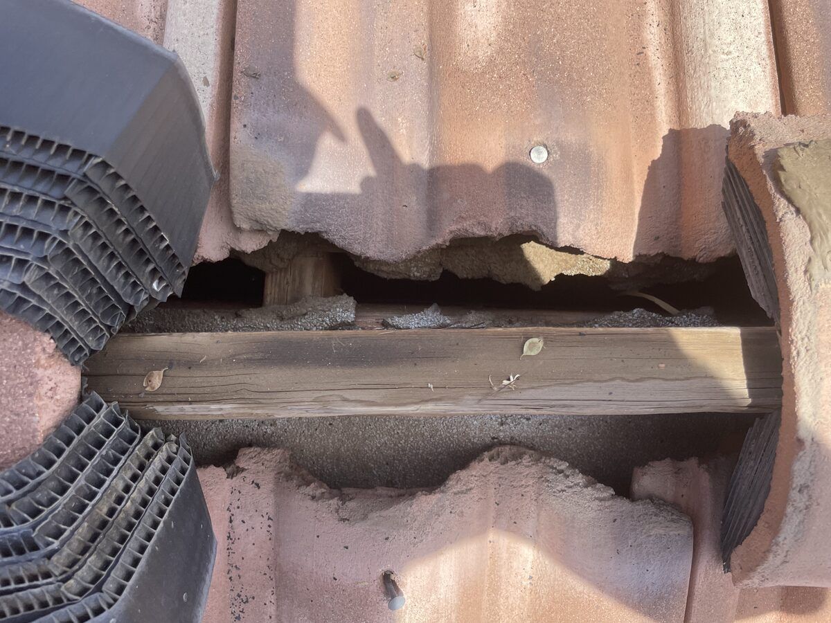 Rodent control photo 13