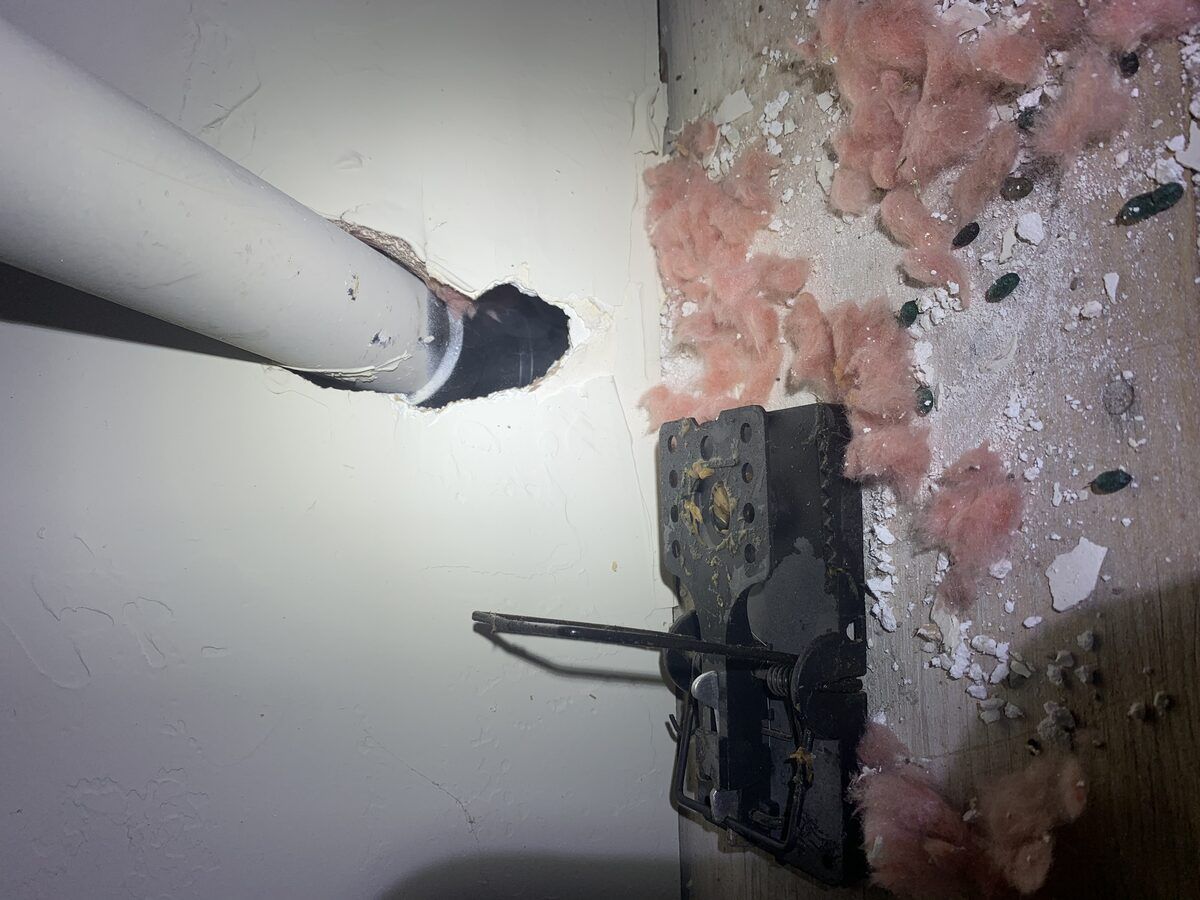 Rodent control photo 14