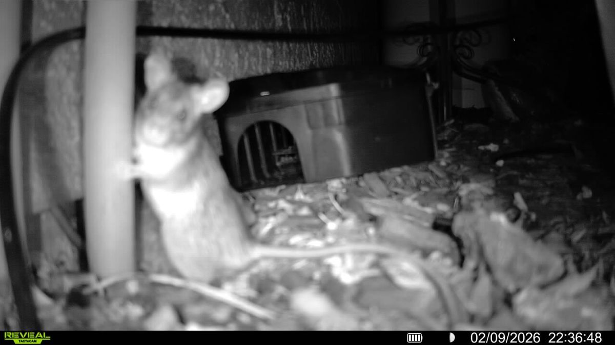 Rodent Infestation Feces - photo 001