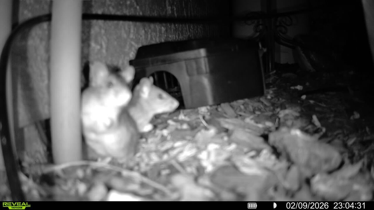 Rodent Infestation Feces - photo 003
