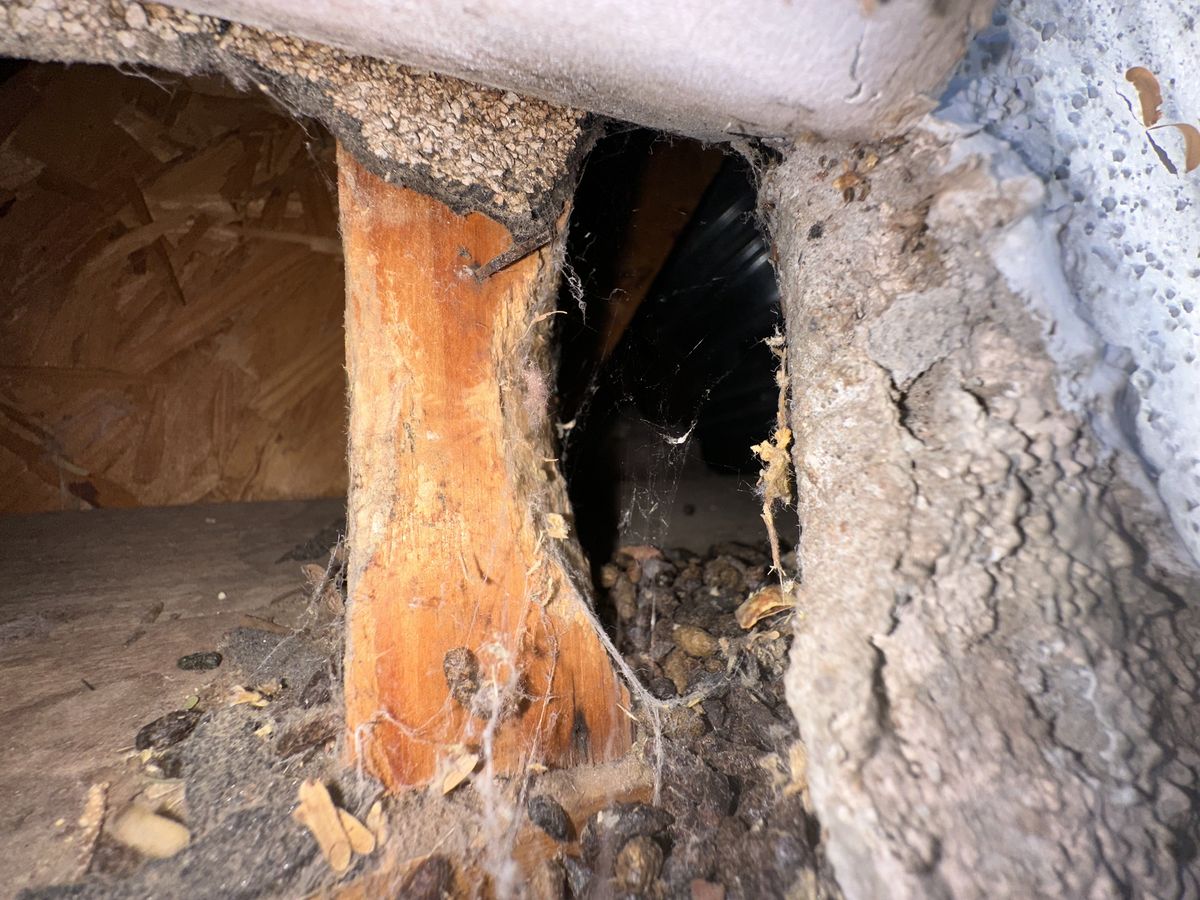 Rodent Infestation Feces - photo 011