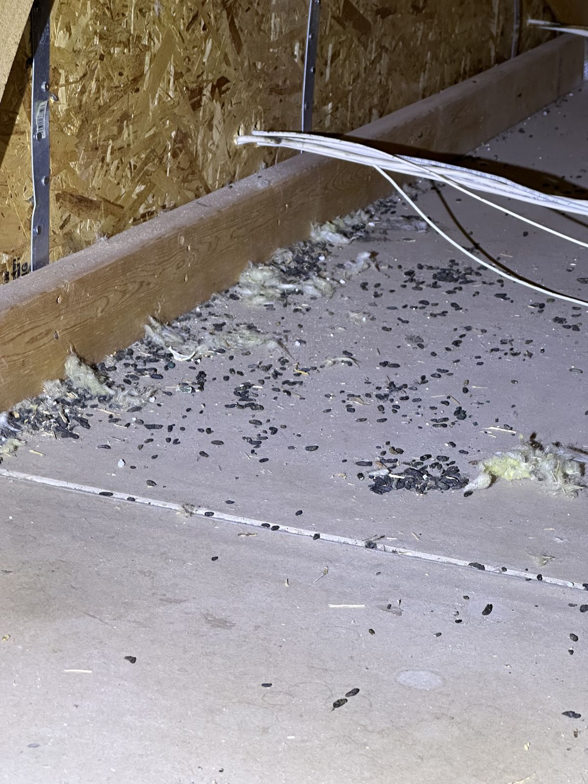Rodent Infestation Feces - photo 019