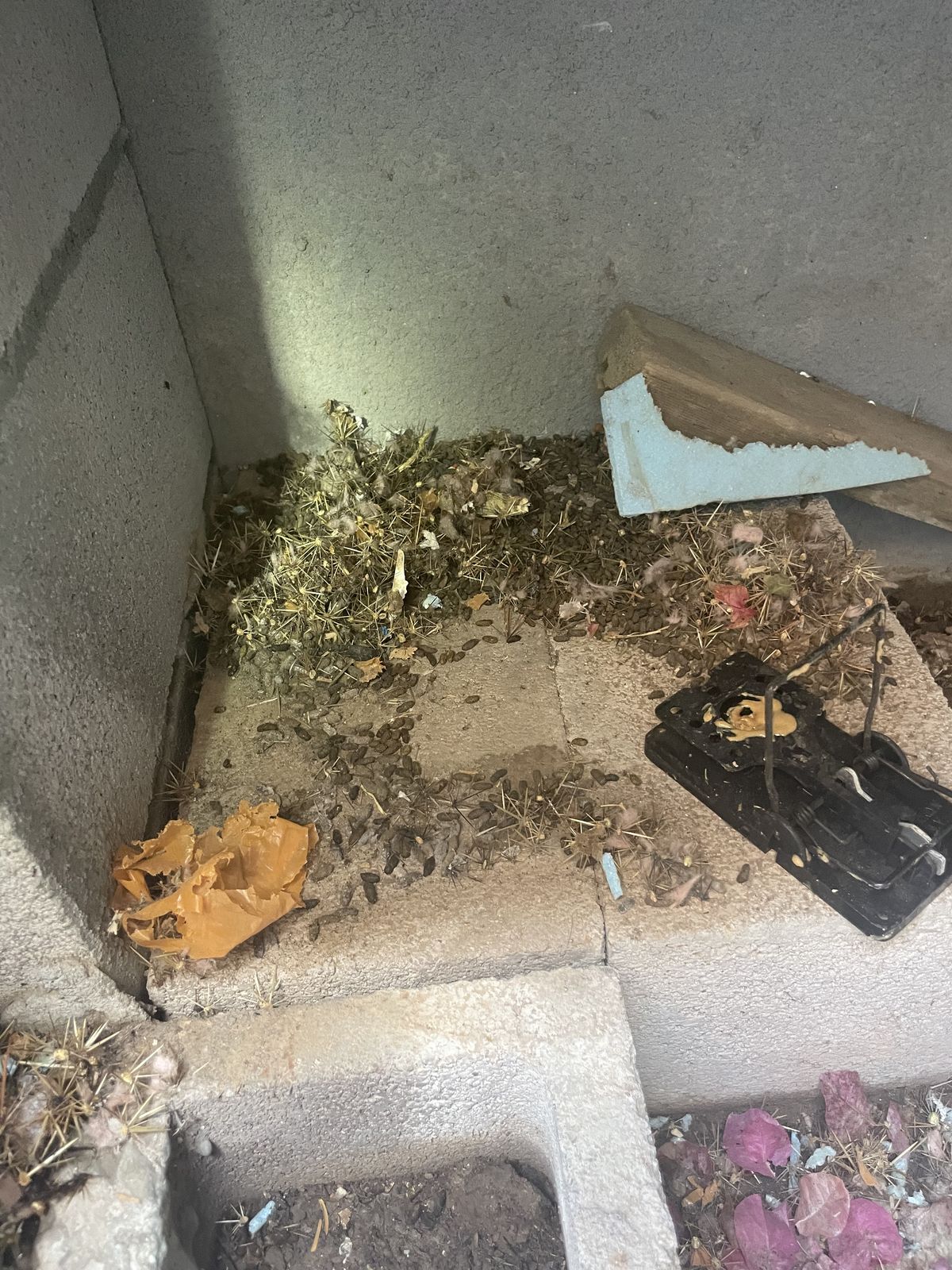 Rodent Infestation Feces - photo 035