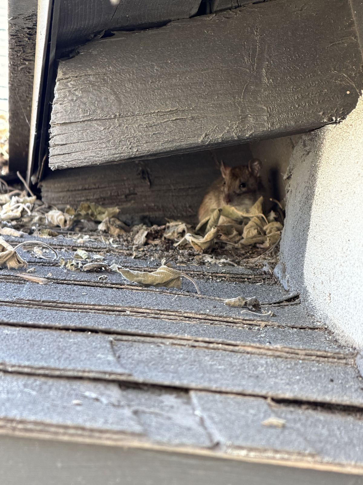 Rodent Infestation Feces - photo 044