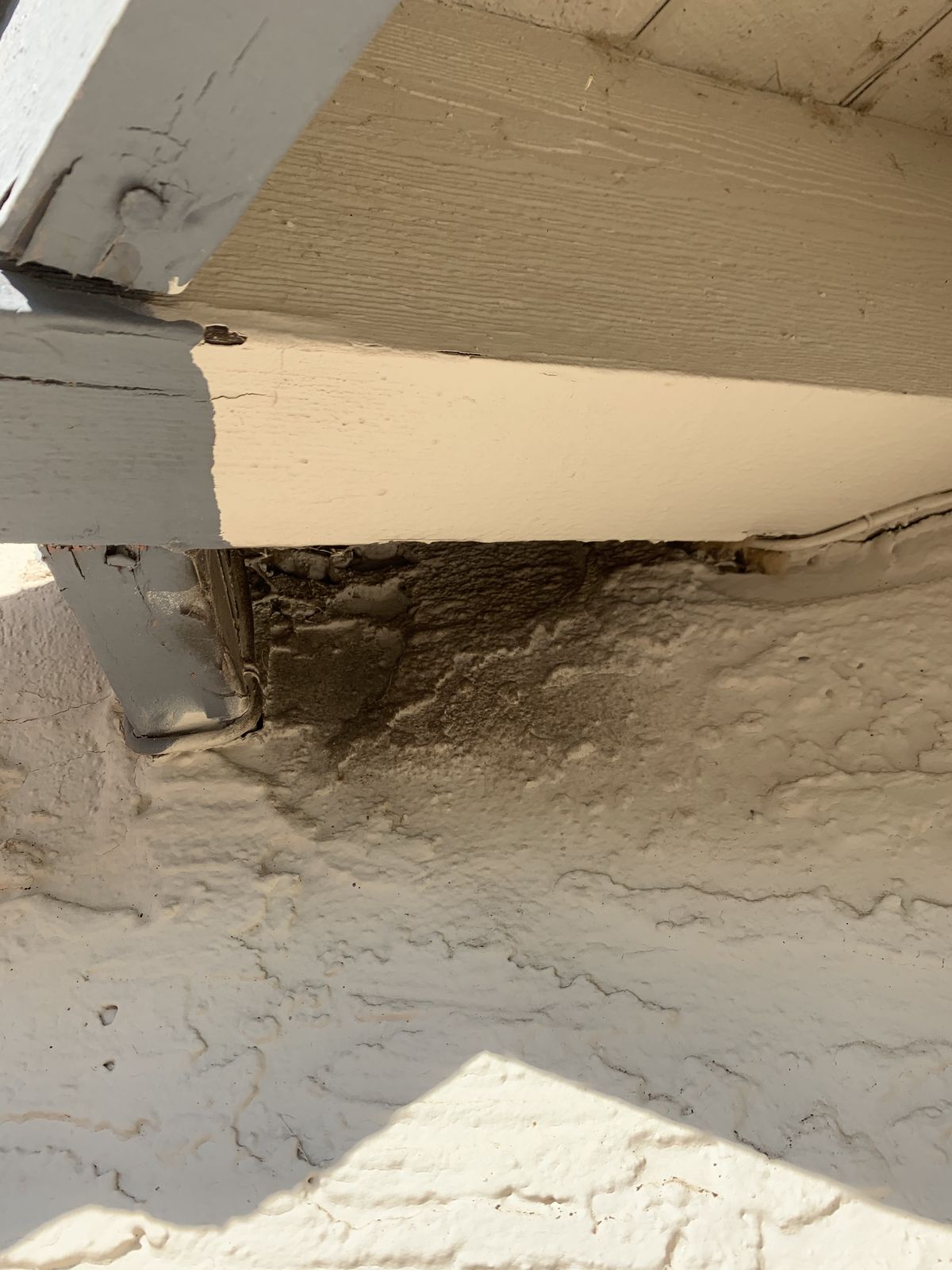 Rodent Infestation Feces - photo 047