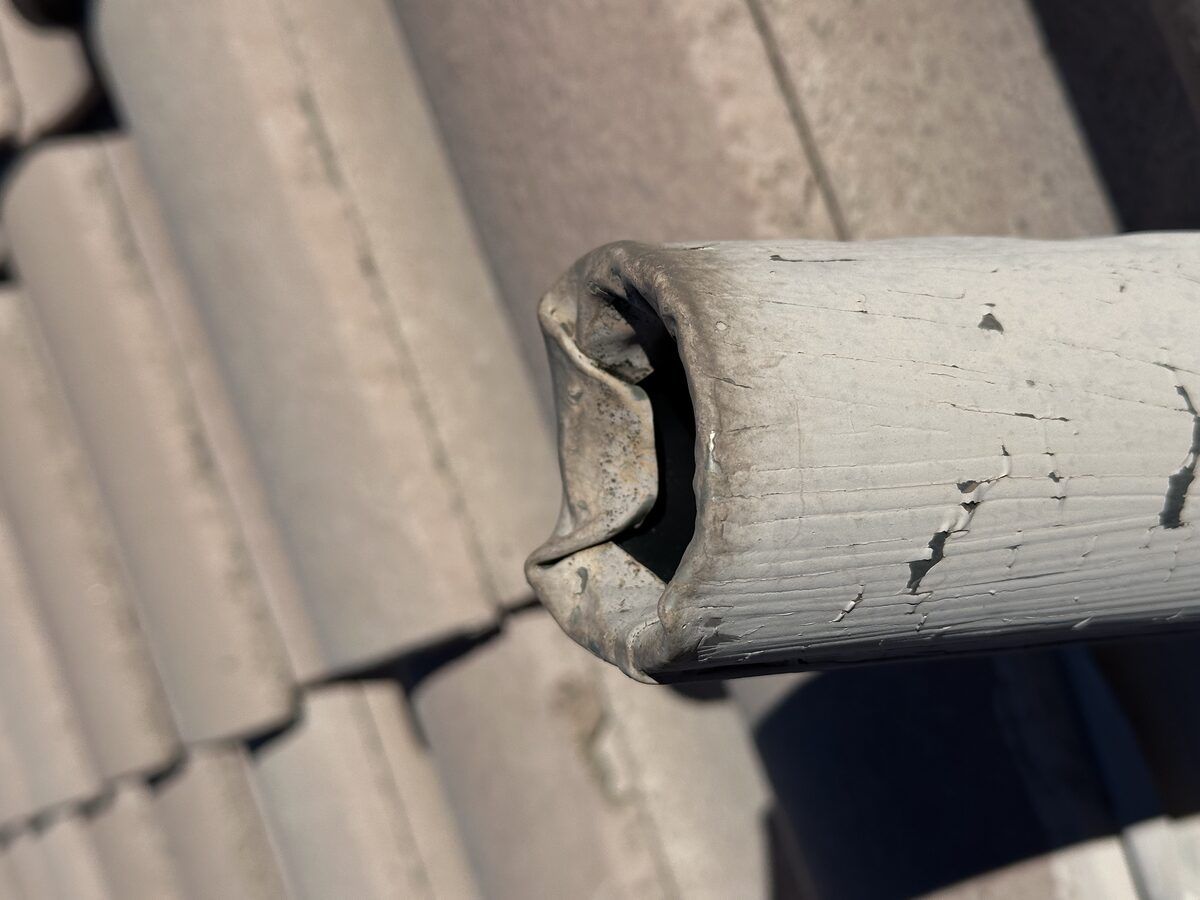 Rodent control photo 16