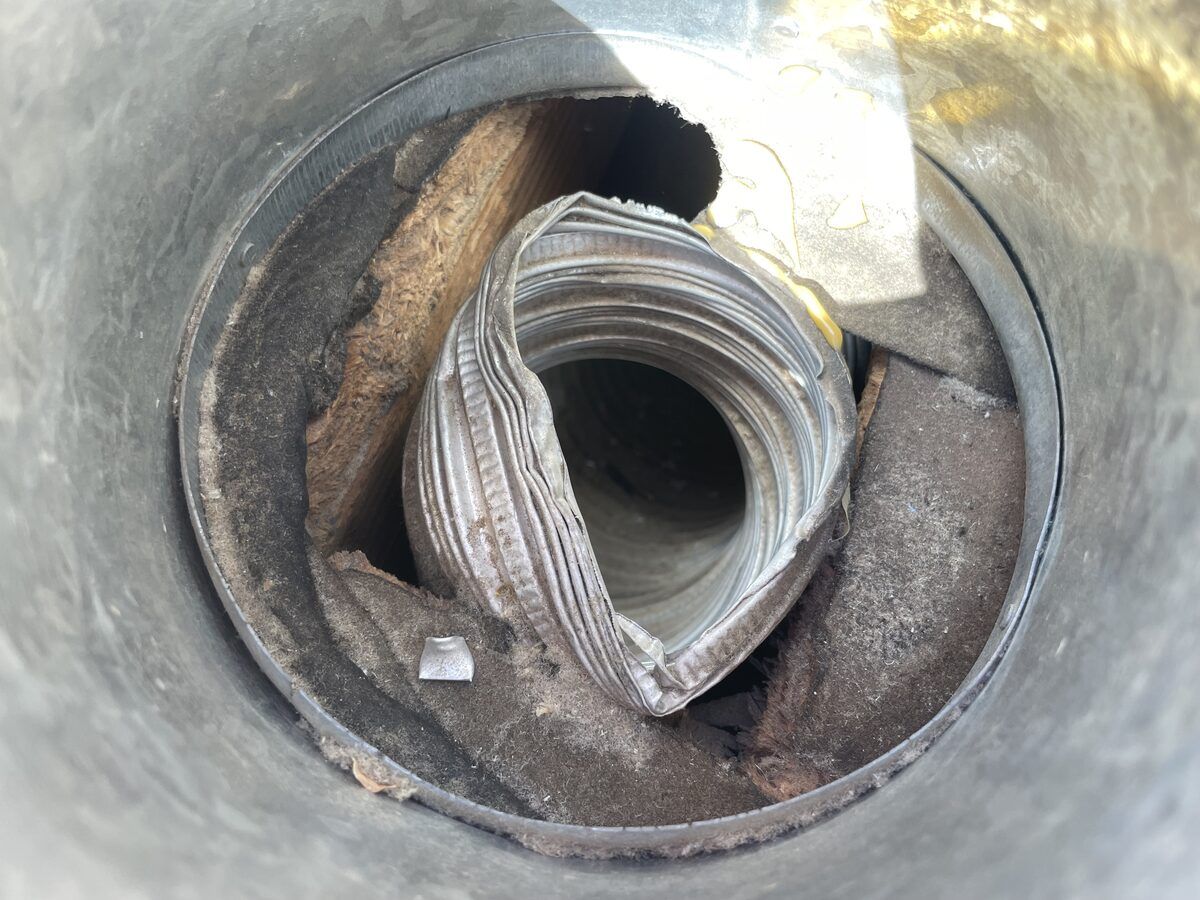 Rodent control photo 20