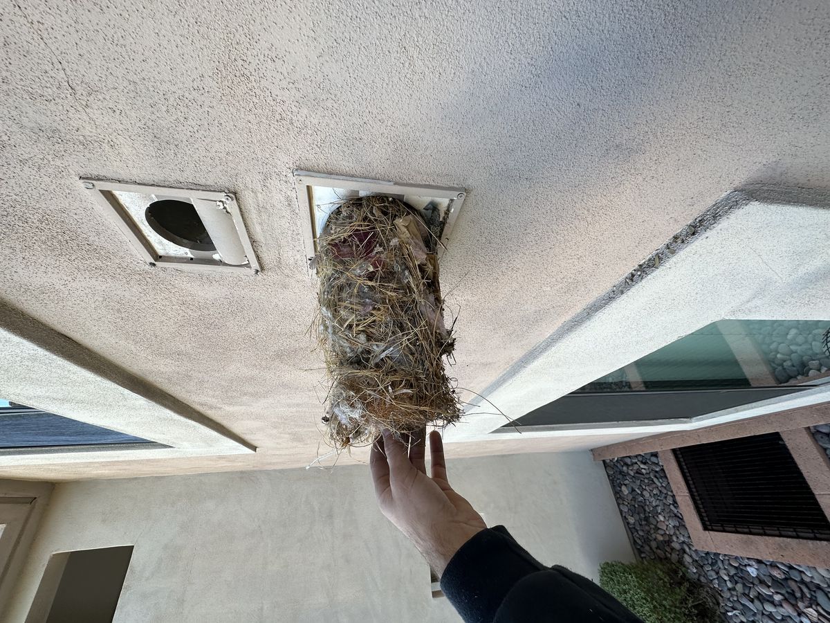 Small bird control photo 2