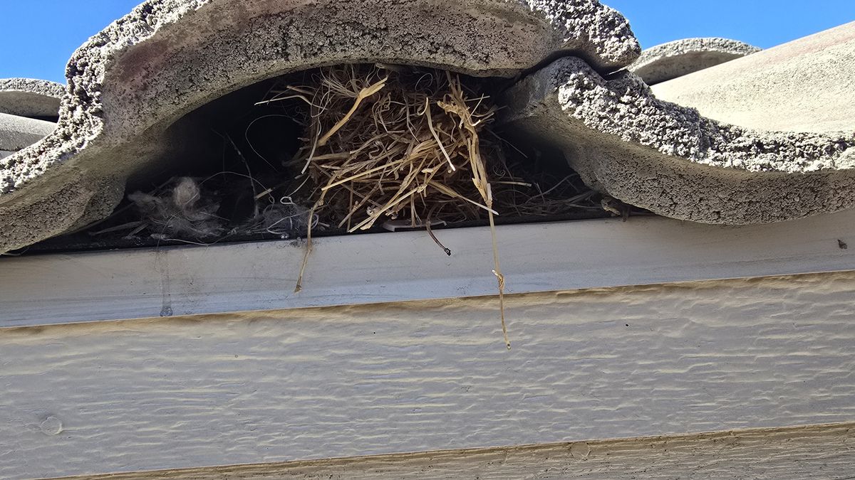 Small bird control photo 1