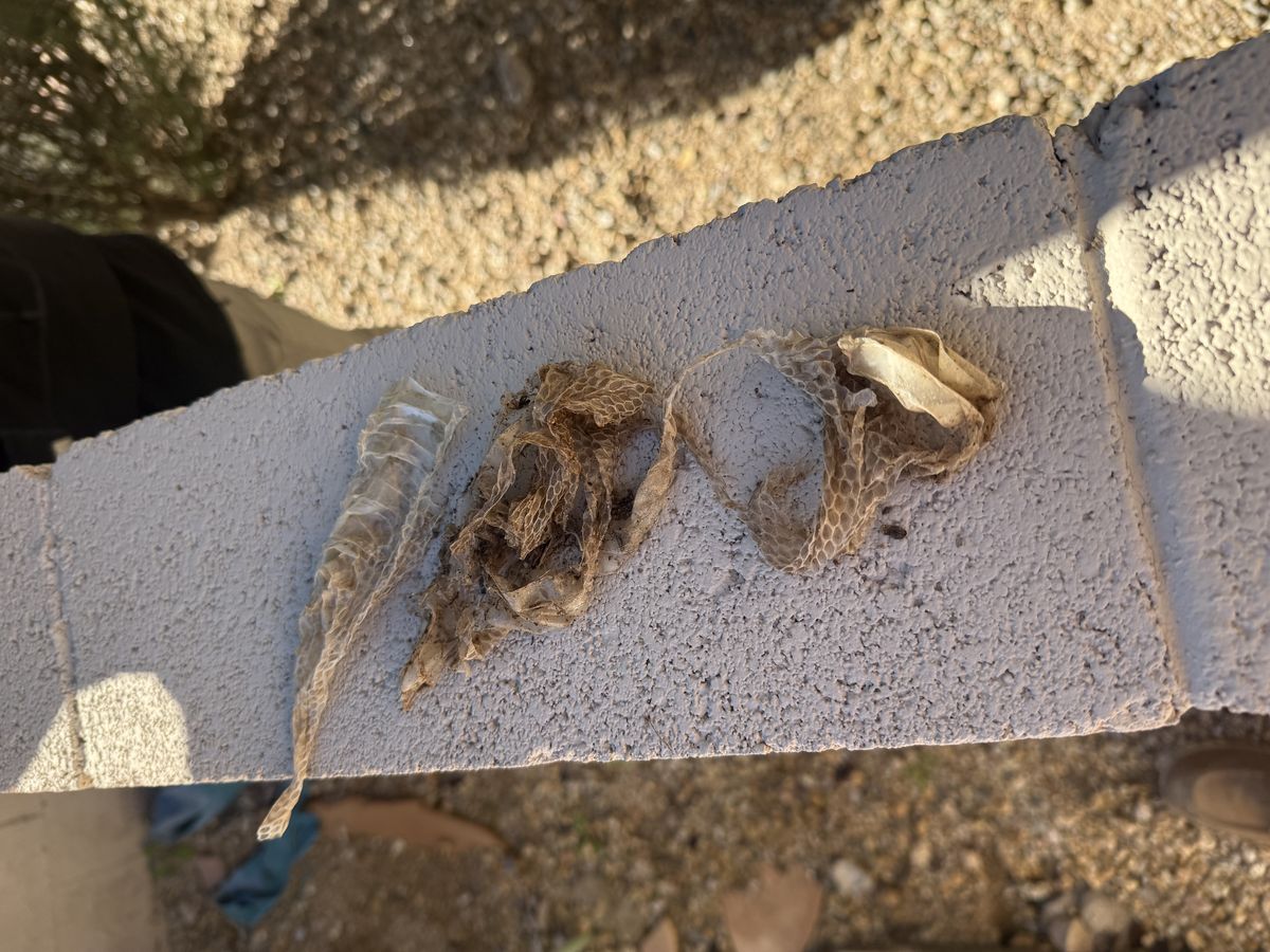 Snake removal photo 4