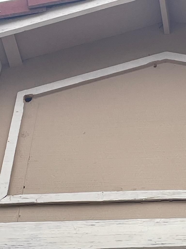 Woodpecker control photo 1