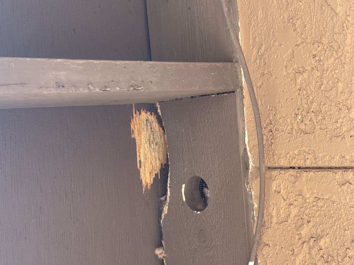 Woodpecker control photo 4