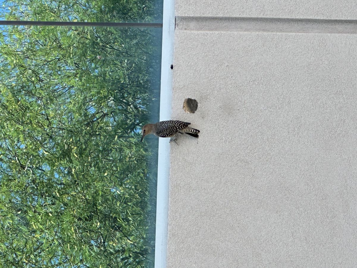 Woodpecker control photo 7